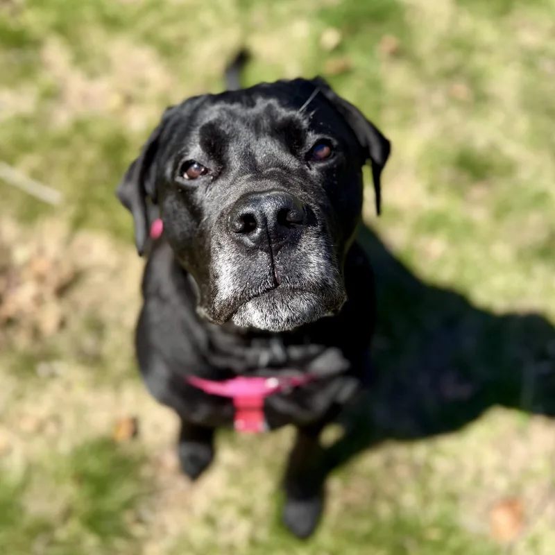 An adult large-sized female Black Mixed Breed dog named Bb for adoption in Cranston, RI