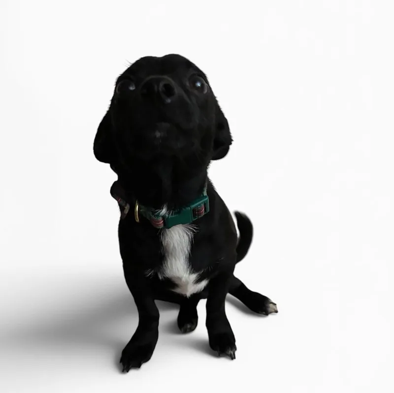 A young small-sized male Black Chiweenie dog named Charles for adoption in Arlington, TX