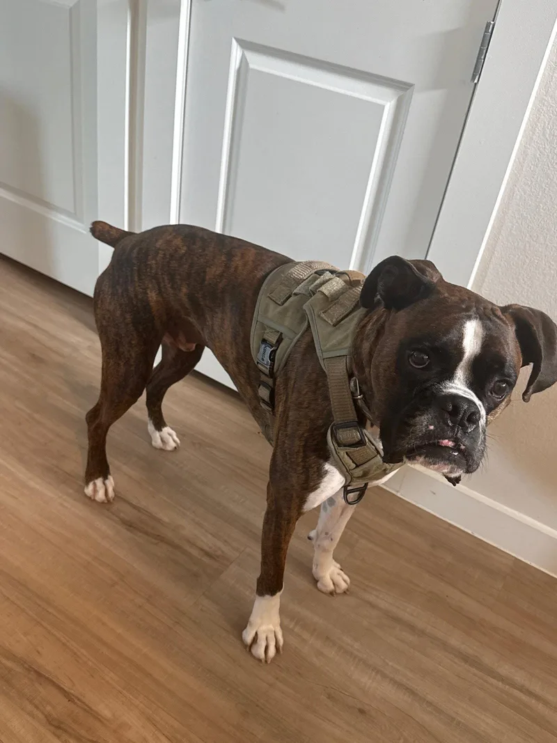 An adult medium-sized male Boxer dog named Leighton for adoption in Katy, TX