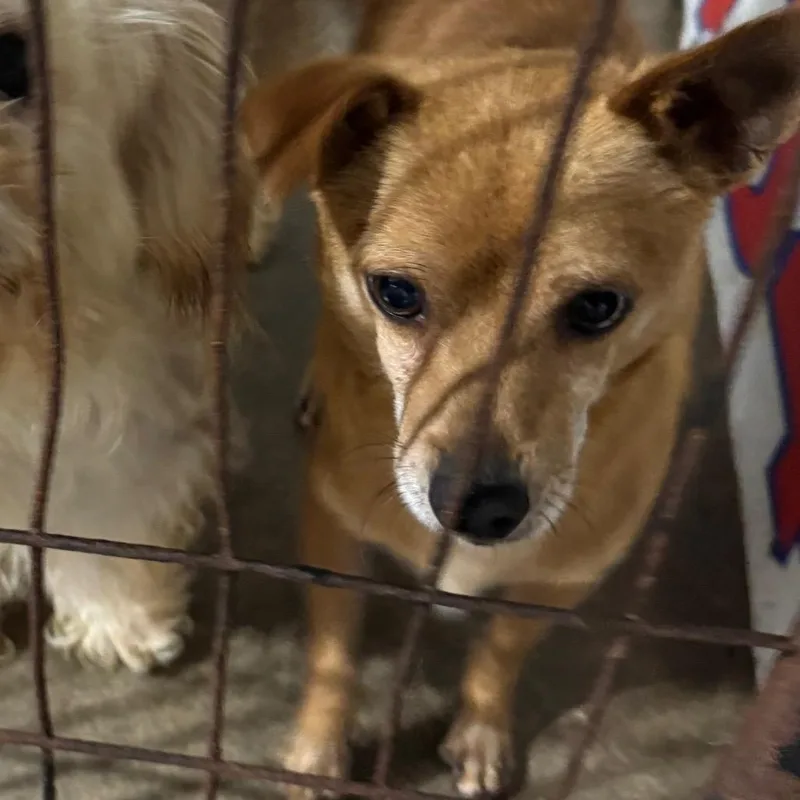 An adult small-sized male Chihuahua dog named Rusty for adoption in Newberg, OR