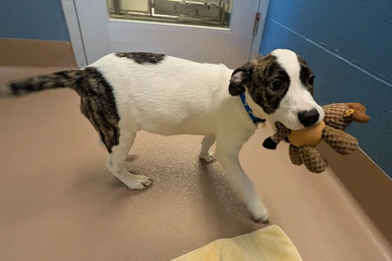A baby medium-sized male Pit Bull Terrier dog named Vito A for adoption in Plano, TX