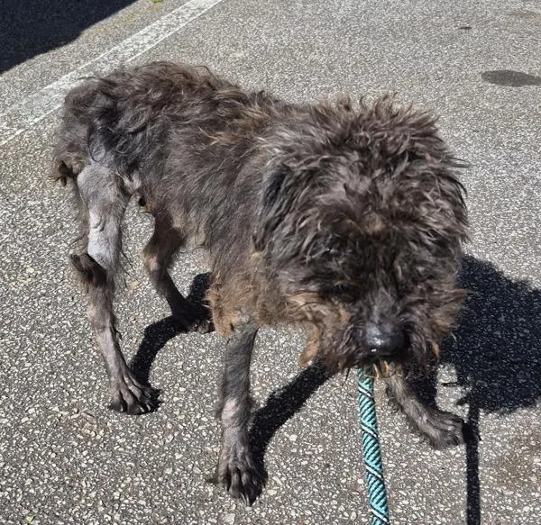 An adult medium-sized male Terrier dog named Pen  Victory for adoption in Lawrenceville, GA