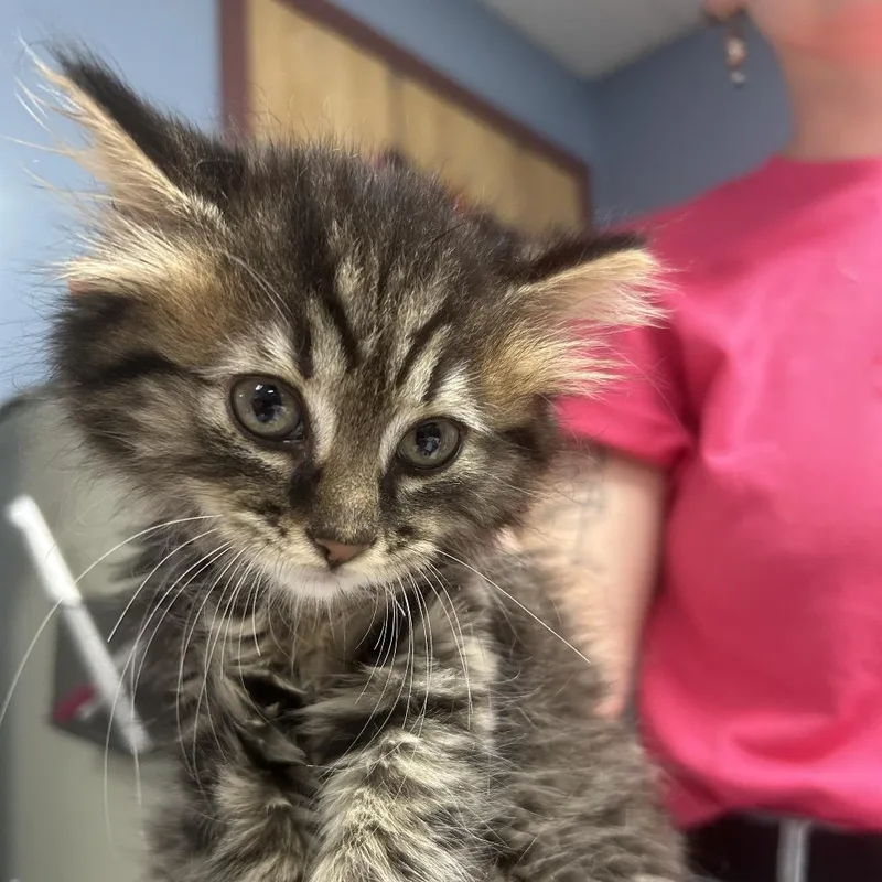 A baby small-sized female Gray / Blue / Silver Domestic Long Hair cat named Ash for adoption in St Joseph, MO