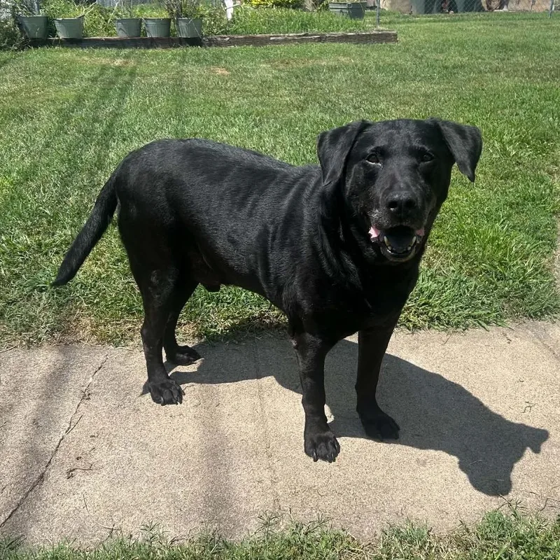 A senior extra large-sized male Black Labrador Retriever dog named Rossi for adoption in Rocky Mount, VA