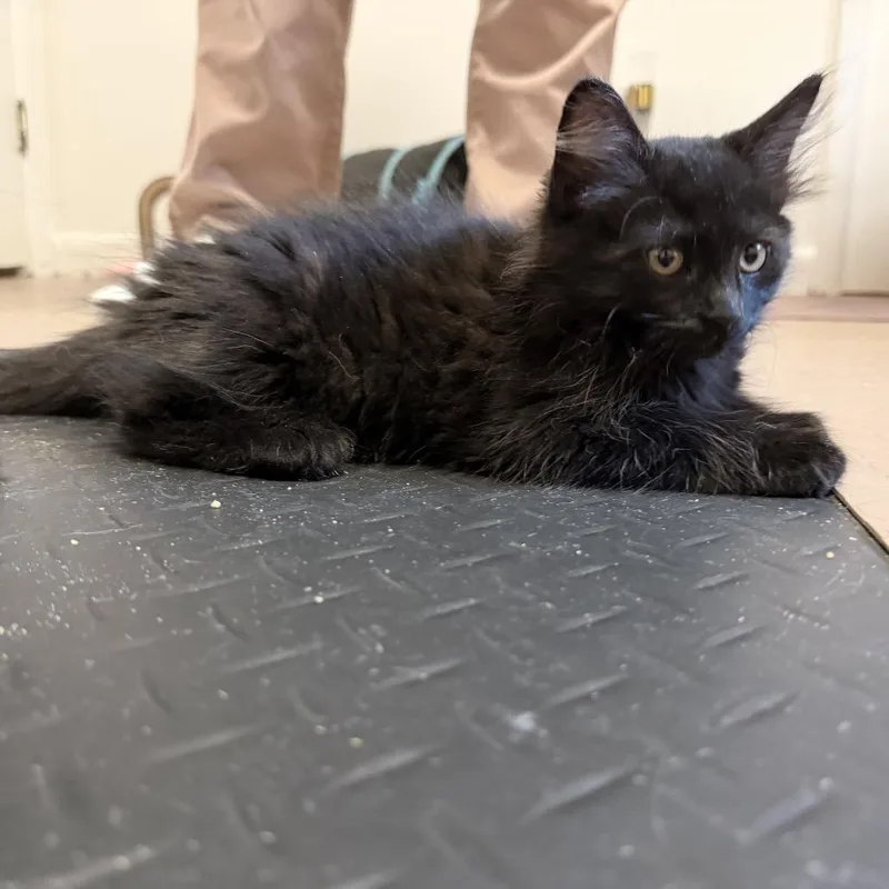 A baby small-sized female Black Domestic Medium Hair cat named Inky for adoption in Bel Air, MD