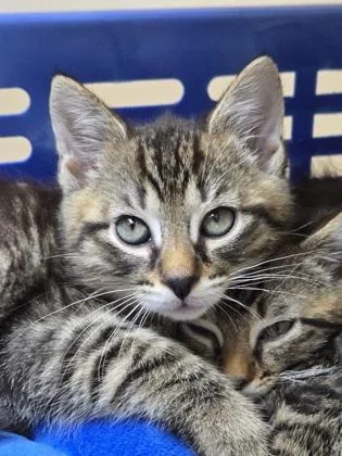 A young small-sized male Domestic Short Hair cat named A Nutmeg Petsmart West for adoption in North Charleston, SC