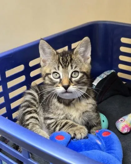 A Nutmeg Petsmart West thumbnail 2