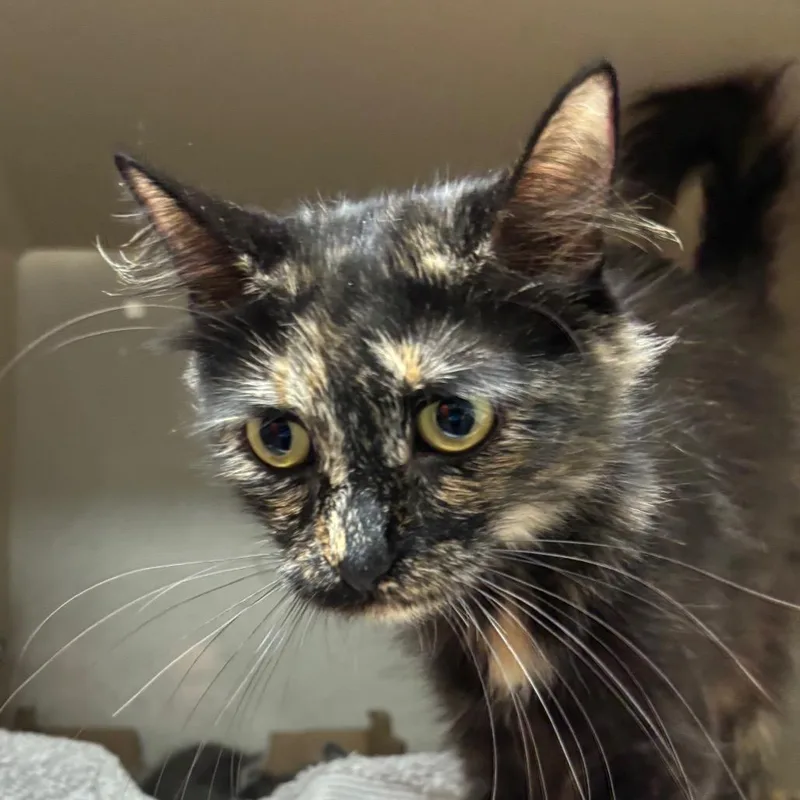 An adult medium-sized female Black Domestic Medium Hair cat named Cali for adoption in Yuma, AZ