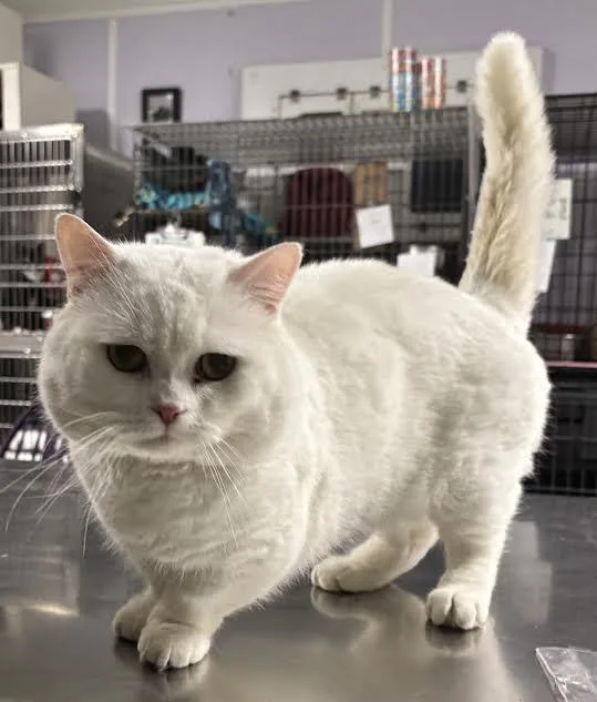 Papa Puff thumbnail 2