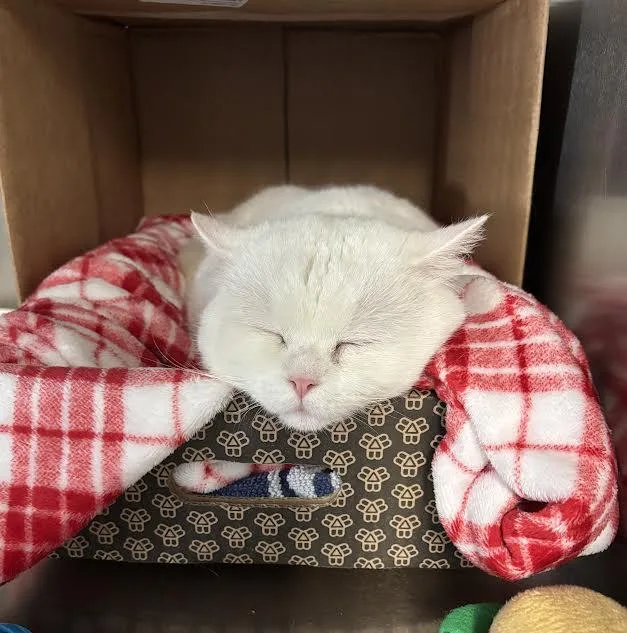 Papa Puff thumbnail 3