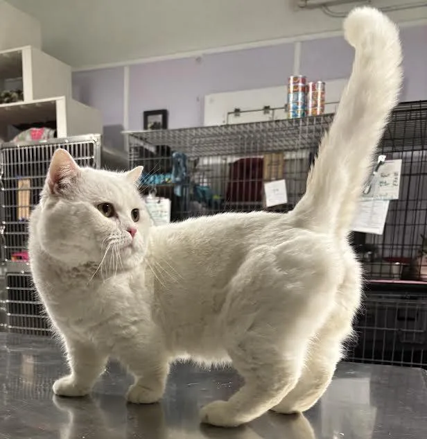 Papa Puff thumbnail 4