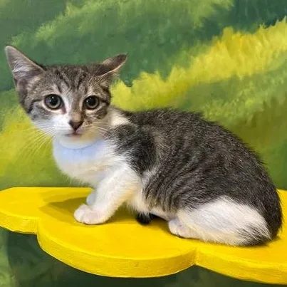 A baby medium-sized female Tabby (Gray / Blue / Silver) Domestic Short Hair cat named Potato Salad for adoption in Athens, GA