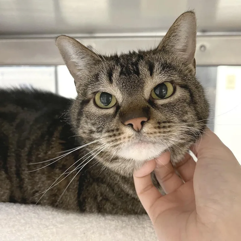 A senior large-sized female Brown / Chocolate Domestic Short Hair cat named Raven for adoption in York, PA