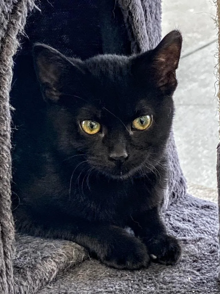 C Litter Tiana thumbnail 2