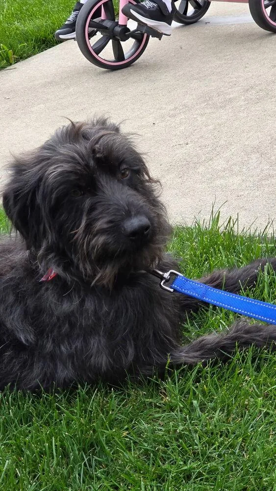 An adult medium-sized male Black Labrador Retriever dog named Oliver for adoption in South Bend, IN