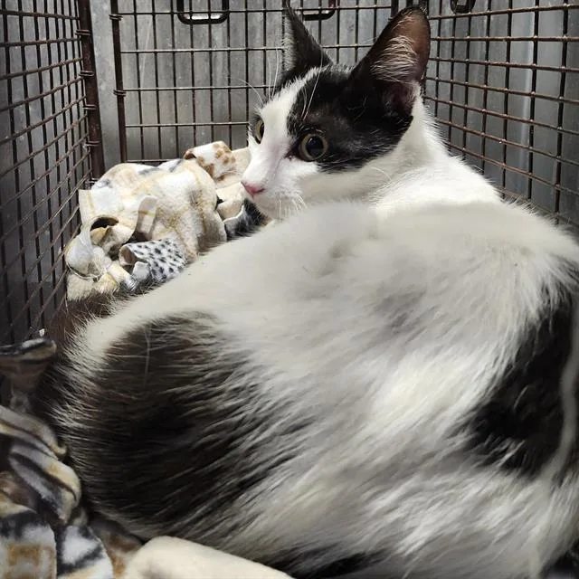 A young small-sized female Domestic Short Hair cat named Lucky for adoption in San Antonio, TX