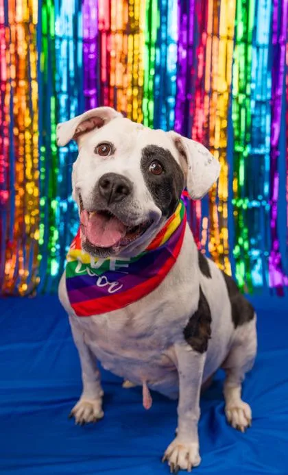 A senior extra large-sized female Pit Bull Terrier dog named Cowbella for adoption in Seattle, WA