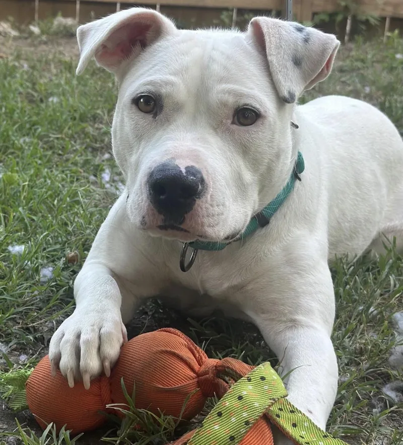 A young medium-sized female White / Cream Pit Bull Terrier dog named Devan for adoption in Richmond, VA