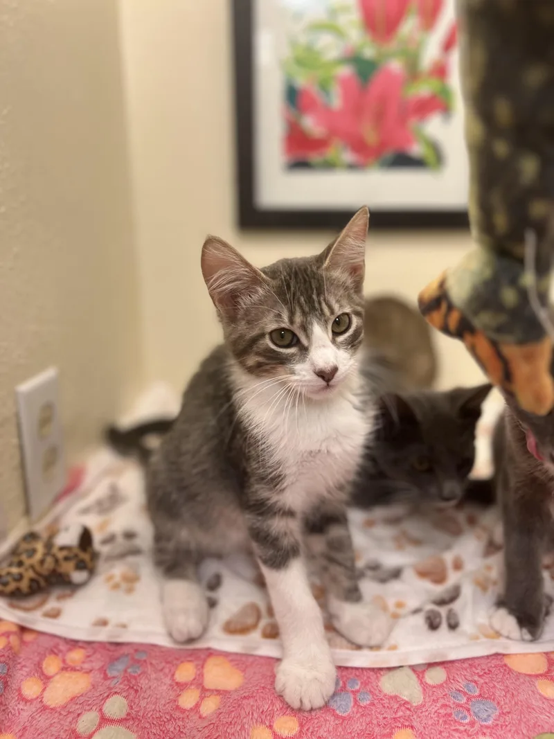 A baby small-sized male Tabby (Gray / Blue / Silver) American Shorthair cat named Bojack a spirited for adoption in The Dalles, OR