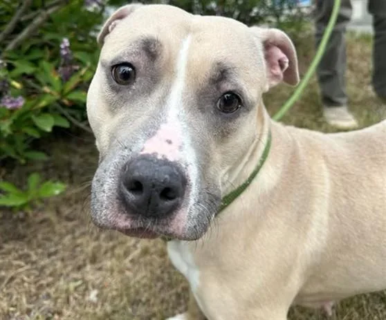 A young medium-sized female Pit Bull Terrier dog named Diana for adoption in Anchorage, AK