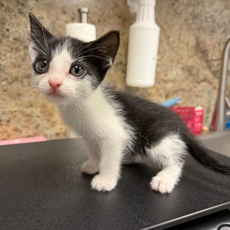 A baby small-sized male Black & White / Tuxedo Domestic Short Hair cat named Sven for adoption in Webster, TX