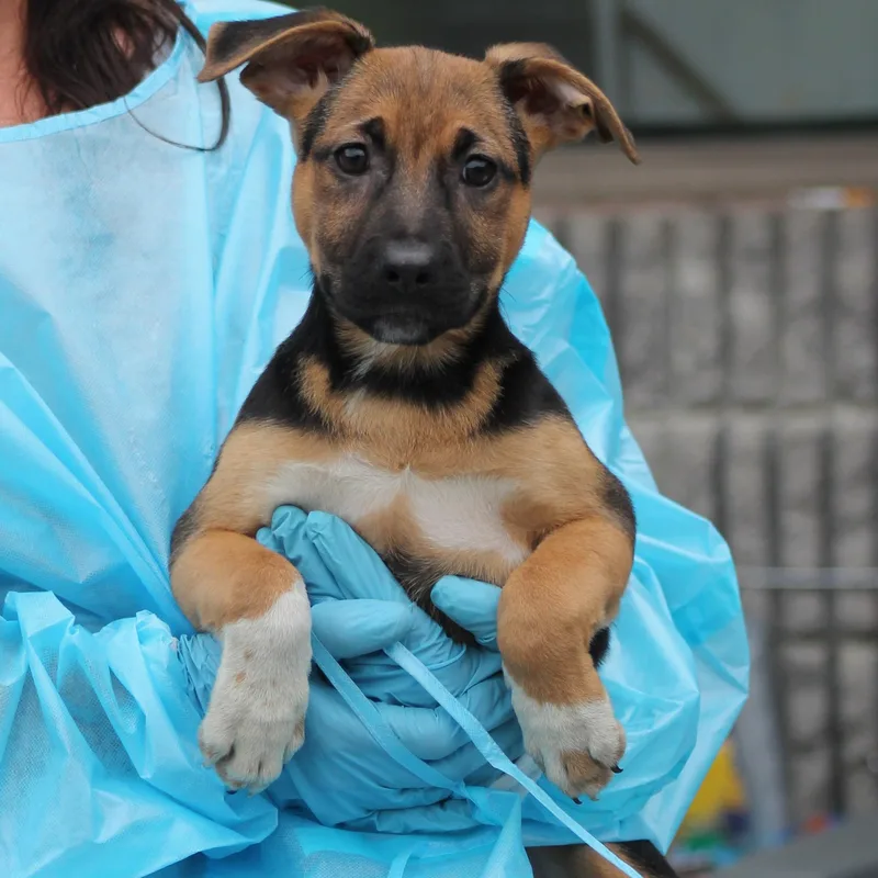 A baby medium-sized female Tricolor (Brown, Black, & White) German Shepherd Dog dog named Lavender for adoption in Lemont, IL