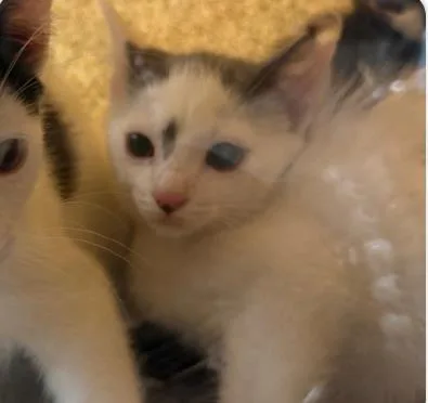 A baby small-sized female Domestic Short Hair cat named Salt for adoption in Washington, DC