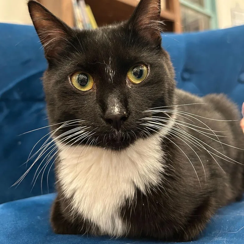 Ozzy Porkchop thumbnail 2