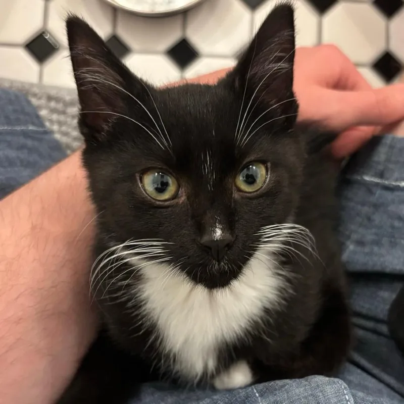 Ozzy Porkchop thumbnail 3