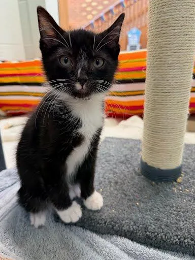 A baby small-sized male Domestic Short Hair cat named Scottie for adoption in Washington, DC