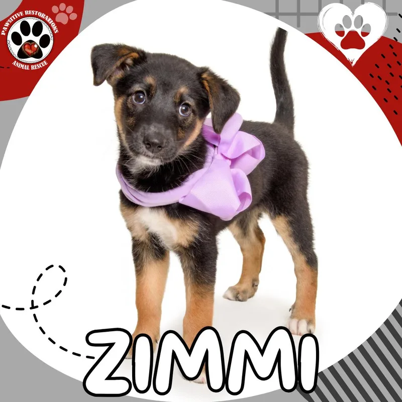 Zimmi thumbnail 4