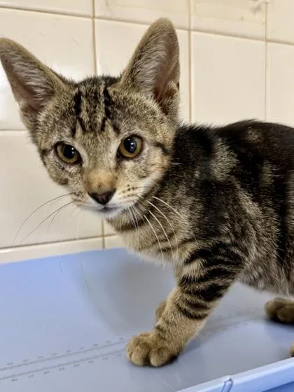A young small-sized male Domestic Short Hair cat named Milo for adoption in San Antonio, TX