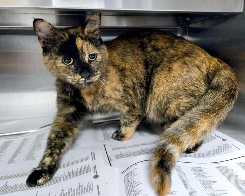 An adult medium-sized female Tortoiseshell cat named Lola for adoption in Kansas City, KS