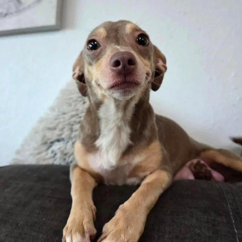 An adult small-sized female Gray / Blue / Silver Chihuahua dog named Mother Nature for adoption in Tampa, FL