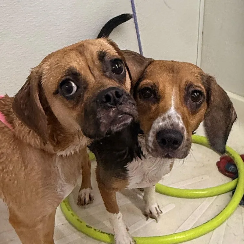 A young medium-sized female Yellow / Tan / Blond / Fawn Pug dog named Petunia for adoption in Union City, PA