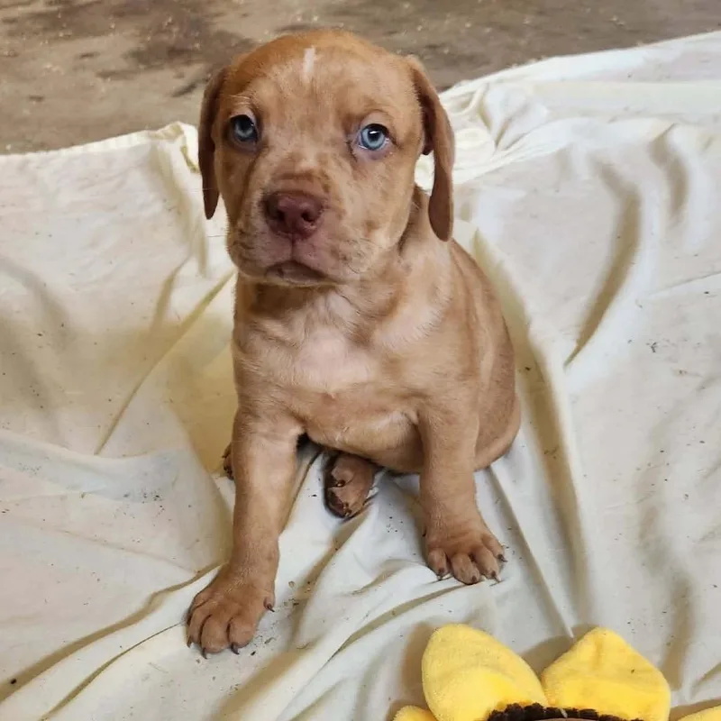 A baby large-sized male Yellow / Tan / Blond / Fawn American Staffordshire Terrier dog named Dylan for adoption in Ferndale, MI
