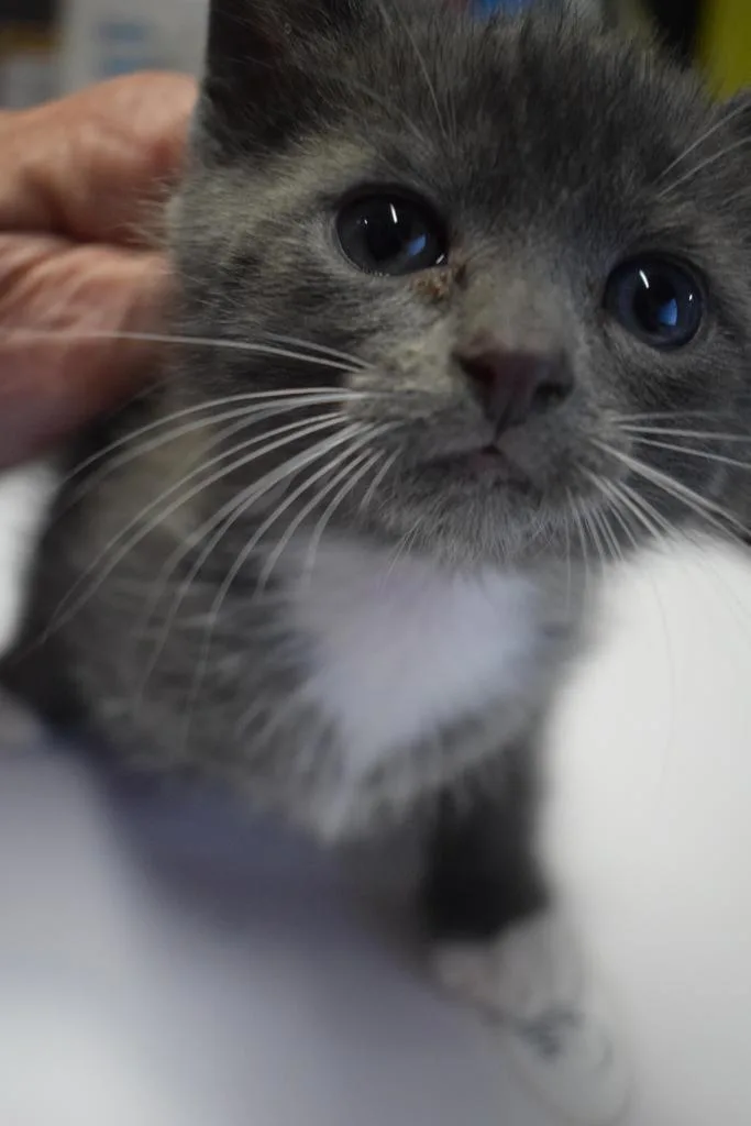 A baby medium-sized female Domestic Short Hair cat named Princess for adoption in Pahrump, NV