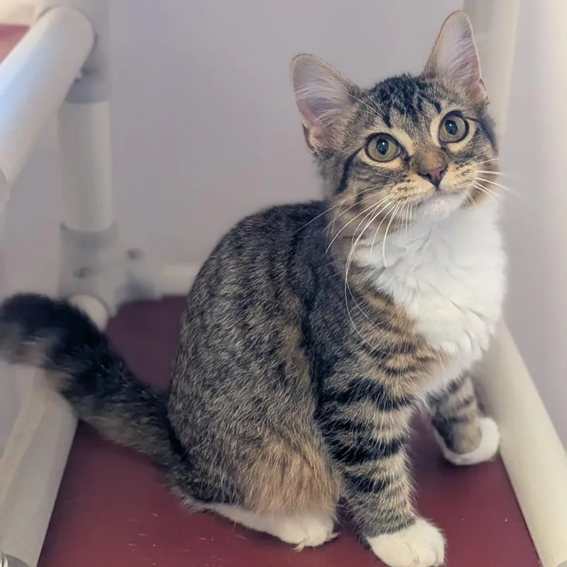 A baby small-sized female Brown / Chocolate Domestic Long Hair cat named Megera for adoption in Prairie du Chien, WI