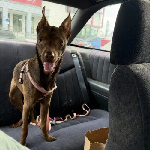 A young small-sized female Brown / Chocolate Doberman Pinscher dog named Zuma for adoption in Tampa, FL