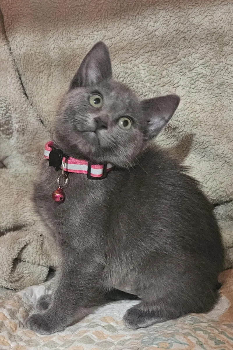 A baby medium-sized female Gray / Blue / Silver Domestic Medium Hair cat named Tallulah for adoption in Burbank, CA