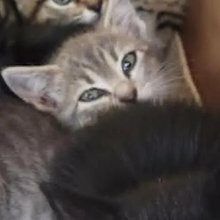 A baby small-sized female Gray / Blue / Silver Domestic Short Hair cat named Charlotte  in Cockeysville for adoption in Alexandria, VA
