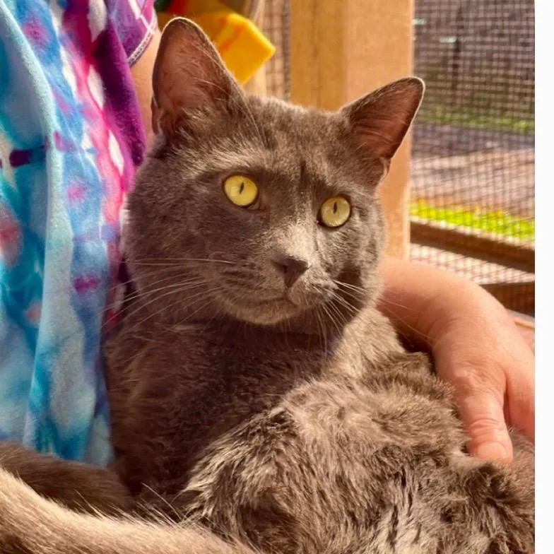 An adult medium-sized male Domestic Short Hair cat named Spirit for adoption in Eastsound, WA