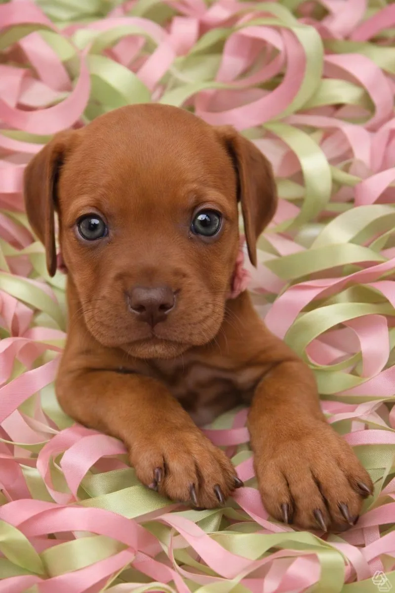 A baby medium-sized female Red / Chestnut / Orange Doberman Pinscher dog named Minno for adoption in Aguanga, CA