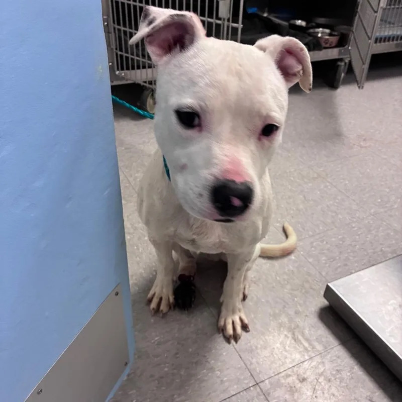 A young medium-sized male White / Cream Pit Bull Terrier dog named Bennett for adoption in Austin, TX