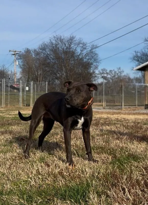A young medium-sized female Black Pit Bull Terrier dog named Peonycocoa for adoption in Maryville, TN
