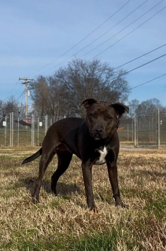 Peonycocoa thumbnail 2