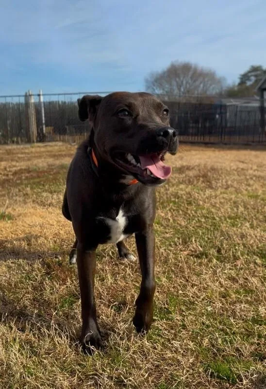 Peonycocoa thumbnail 3