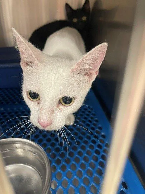 A baby small-sized female White Exotic Shorthair cat named Cloud for adoption in Jackson, LA