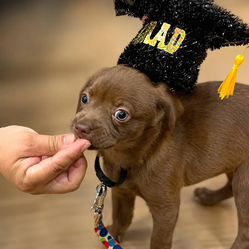 A baby small-sized male Brown / Chocolate Chihuahua dog named Renegade for adoption in Boerne, TX