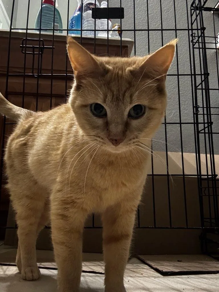 Ginger thumbnail 3